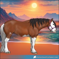 Horse Color:Bay Sabino Splash 