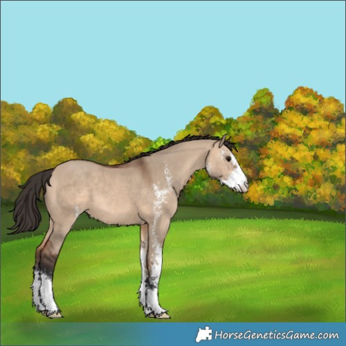 Horse Color:Bay Dun Sabino 