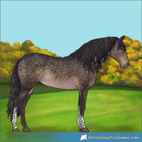 Horse Color:White Spotted Buckskin Tobiano