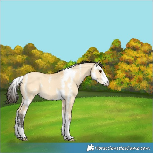 Horse Color:Buckskin Dun Sabino 