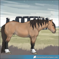 Horse Color:Bay Dun