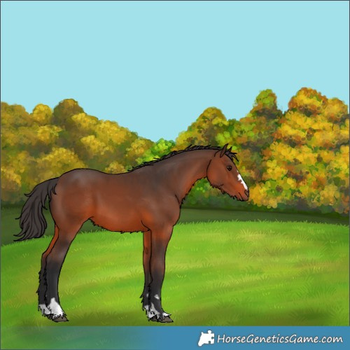 Horse Color:Brown 