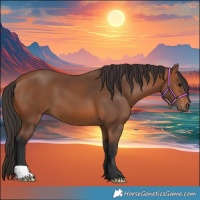 Horse Color:Bay 