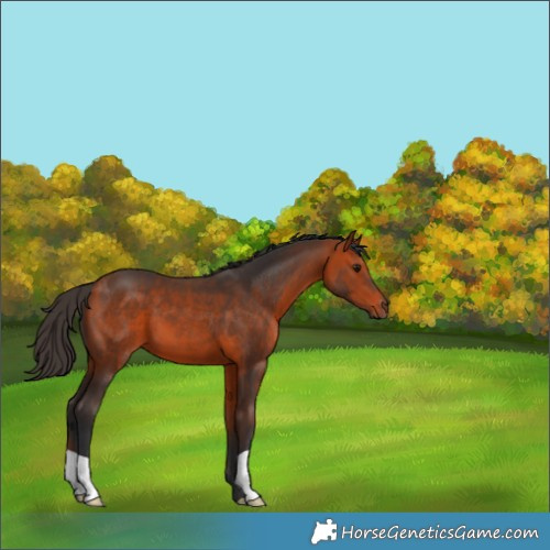 Horse Color:Bay 