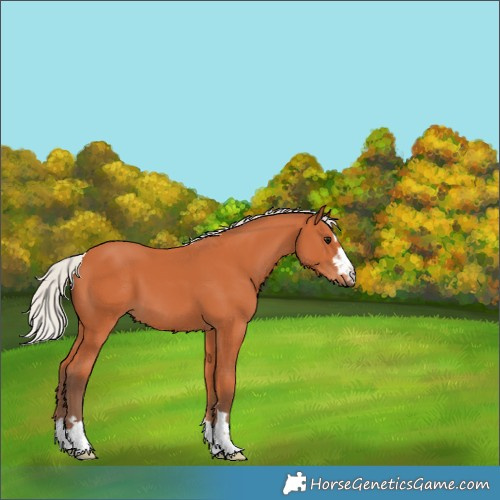 Horse Color:Silver Bay 