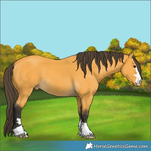Horse Color:Buckskin 