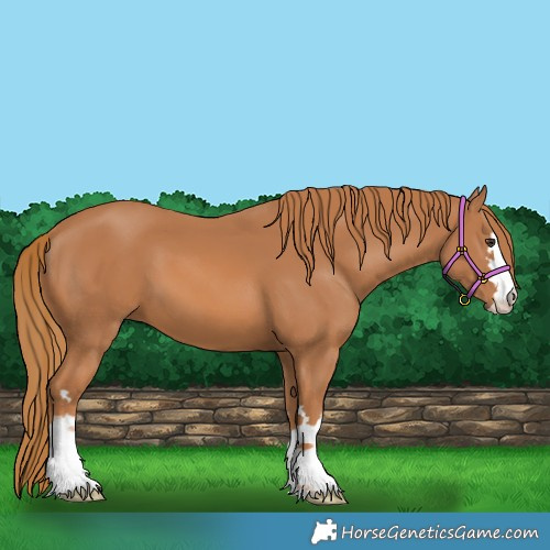 Horse Color:Chestnut 