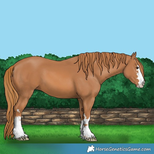 Horse Color:Chestnut 