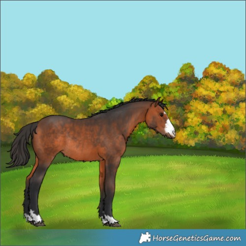 Horse Color:Bay Rabicano 