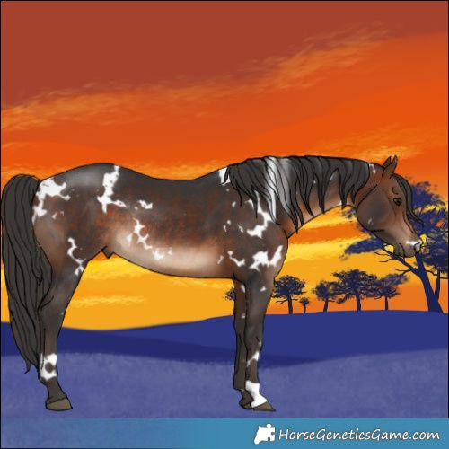 Horse Color:White Spotted Brown Rabicano 