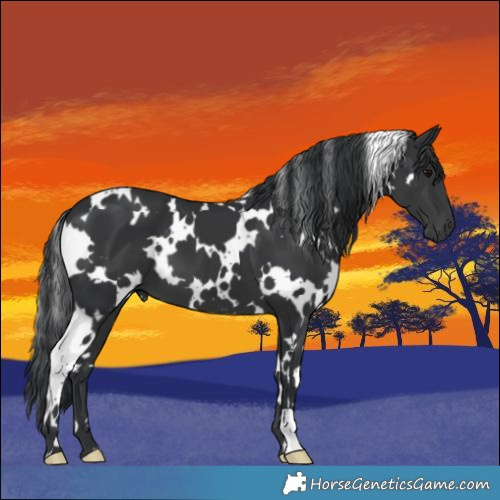 Horse Color:White Spotted Black 