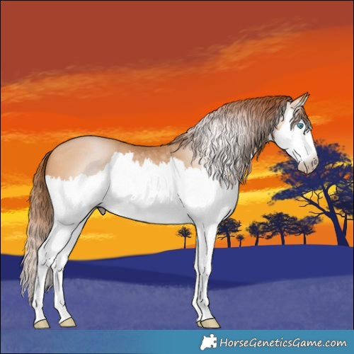 Horse Color:Gray White Spotted Chocolate Buckskin Pearl Splash 