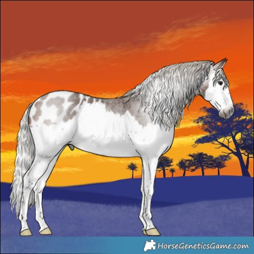 Horse Color:Gray Silver Bay Roan Splash Appaloosa 