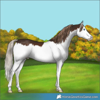 Horse Color:Liver Chestnut Sabino Splash