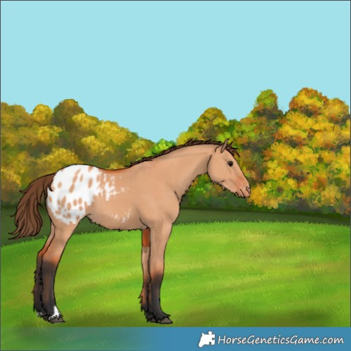 Horse Color:Bay Dun Appaloosa 