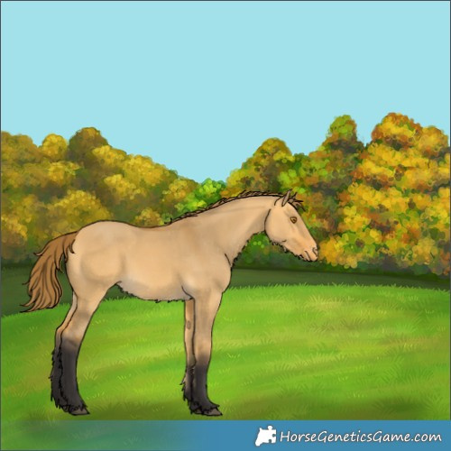 Horse Color:Buckskin Dun Varnish 