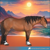 Horse Color:Bay 