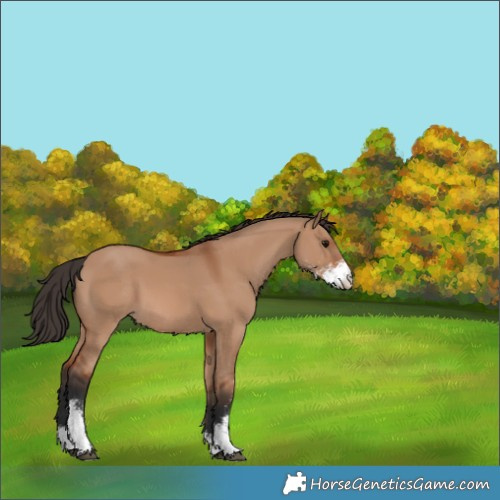 Horse Color:Bay Dun Sabino 