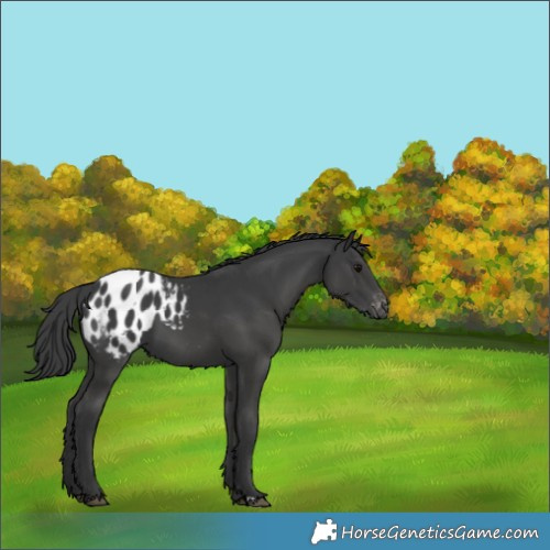 Horse Color:Black Appaloosa 