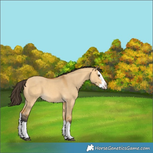 Horse Color:Buckskin Dun Splash
