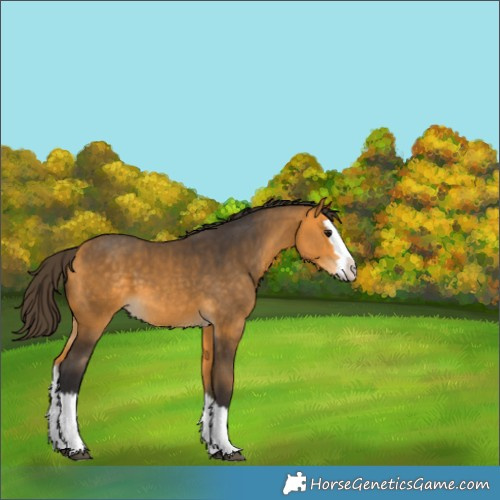 Horse Color:Buckskin Splash 