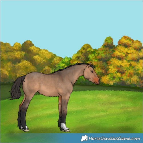 Horse Color:Bay Dun 