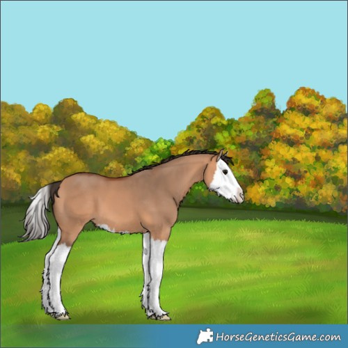 Horse Color:Bay Dun Splash 