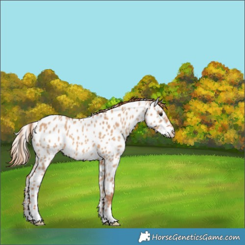 Horse Color:Red Dun Near Leopard 