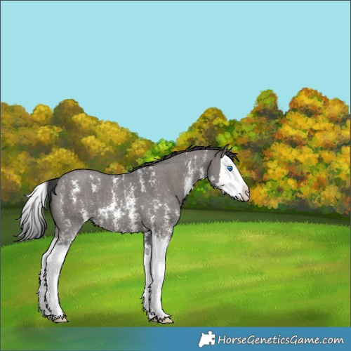 Horse Color:Grullo Sabino Splash 