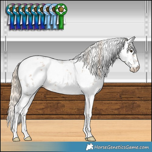 Horse Color:White Spotted Chocolate Palomino Sabino 
