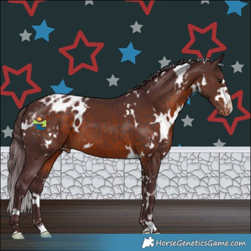 Horse Color:White Spotted Chocolate Brown Appaloosa 