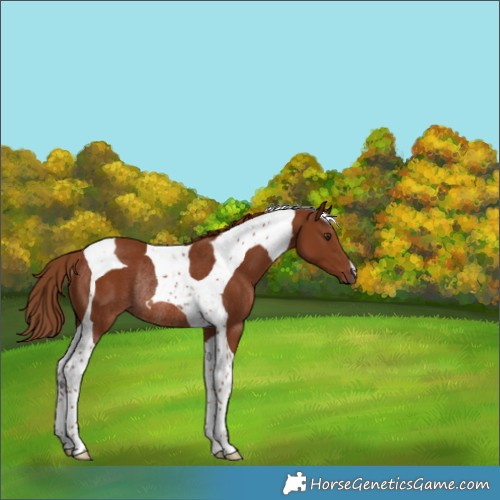 Horse Color:Chestnut Tobiano Rabicano 