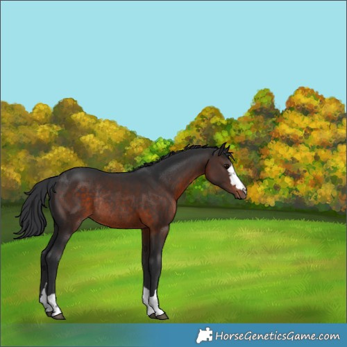 Horse Color:Brown Rabicano 