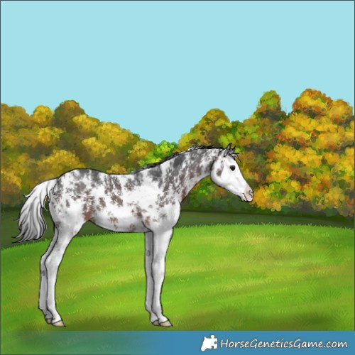 Horse Color:Brown Sabino Splash 