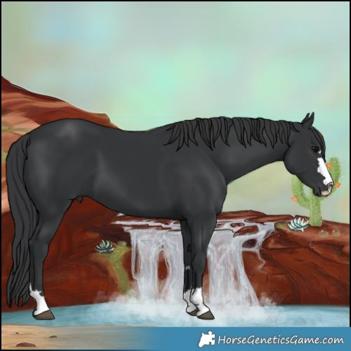 Horse Color:Black 