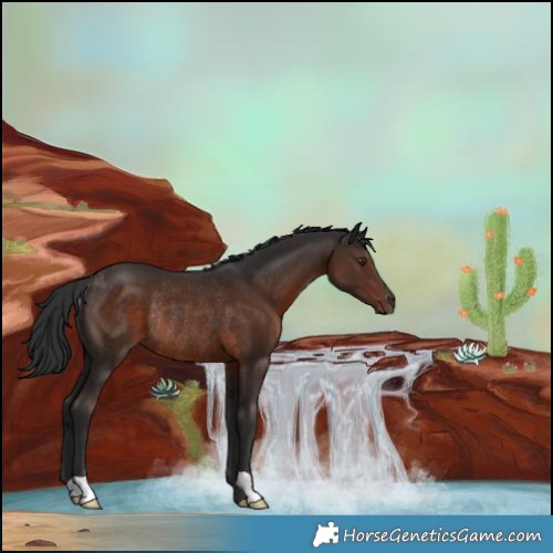 Horse Color:Liver Chestnut Rabicano