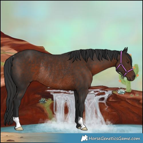 Horse Color:Liver Chestnut Rabicano 