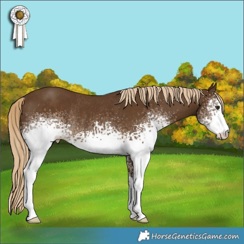 Horse Color:White Spotted Chocolate Palomino Rabicano 
