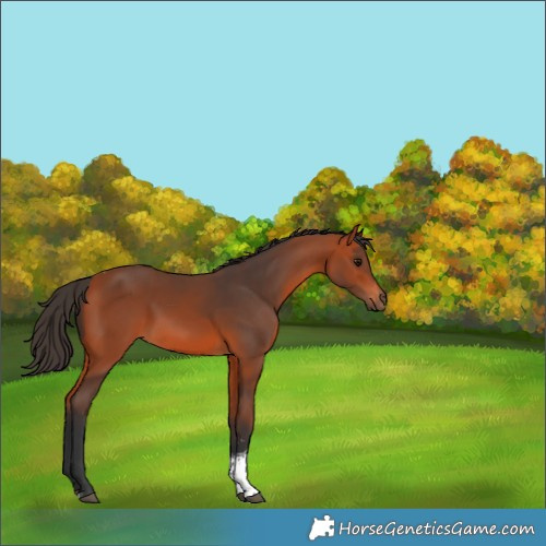 Horse Color:Bay Tobiano Rabicano 