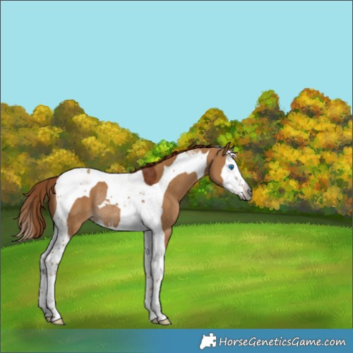 Horse Color:Gray Red Dun Splash Tobiano Rabicano 