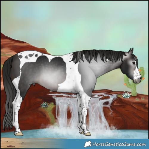 Horse Color:Gray Bay Tobiano 
