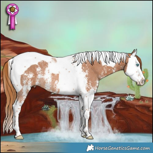 Horse Color:Chestnut Sabino Splash Tobiano Rabicano 