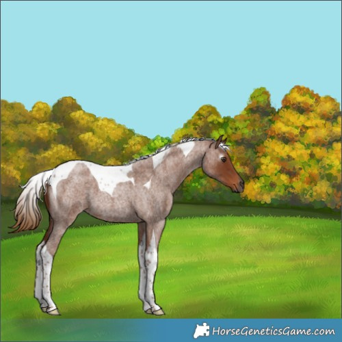 Horse Color:Gray Red Roan Tobiano 