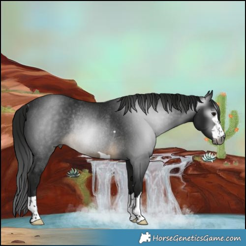 Horse Color:Gray Buckskin Rabicano 