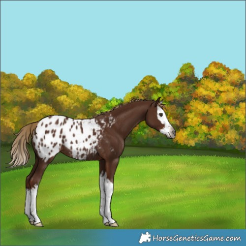 Horse Color:Gray Chestnut Splash Appaloosa Rabicano 
