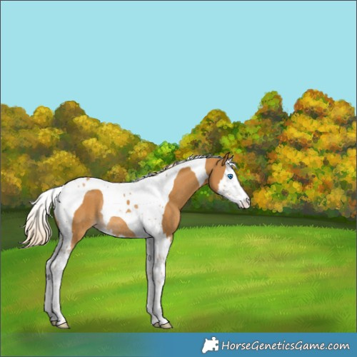 Horse Color:Palomino Splash Tobiano Rabicano 