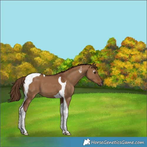 Horse Color:Gray Red Dun Tobiano 