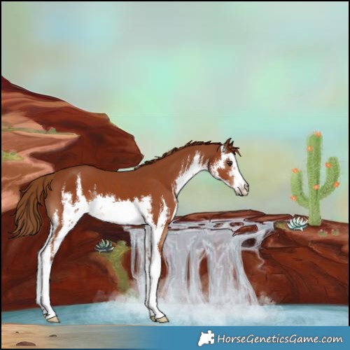 Horse Color:White Spotted Chestnut 