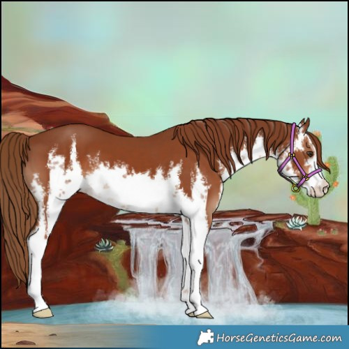 Horse Color:White Spotted Chestnut 