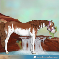 Horse Color:White Spotted Chestnut 